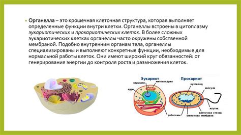 Клеточные органеллы и их функции