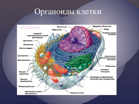 Клеточные органоиды: цитоплазматические и их функции