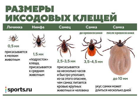 Клещ: паразит и его виды