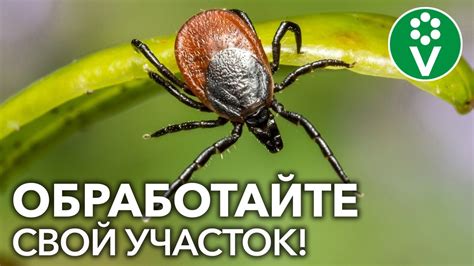 Клещевой укус: советы и защита от клещей