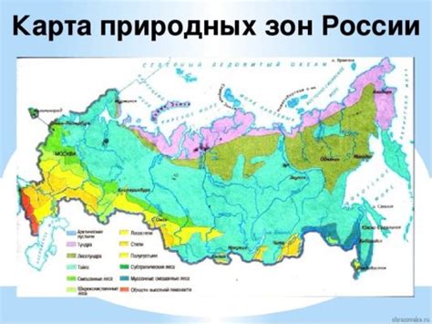 Климатические условия в России не позволяют скунсам выжить