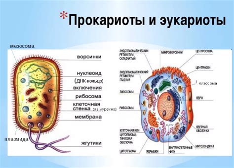 Ключевые моменты в эволюции прокариот