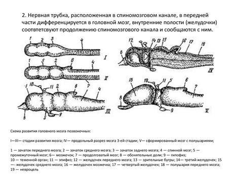 Ключевые признаки Жигули