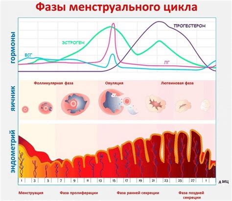 Ключевые факторы активации фазы у женщин