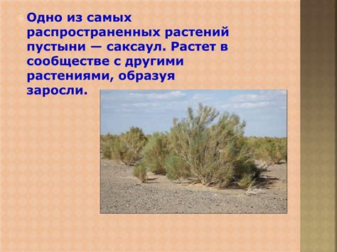 Ковыль - одно из самых распространенных растений с плавучими семенами