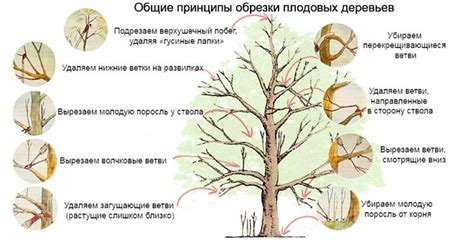 Когда и как выбрать оптимальный момент для обрезки деревьев