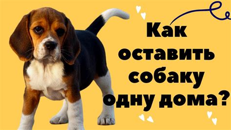 Когда оставлять собаку на сутки - оптимальные условия