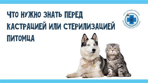 Когда пить собаке перед кастрацией: важное решение