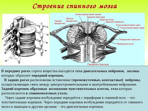 Когнитивные процессы и их связь с работой спинного мозга