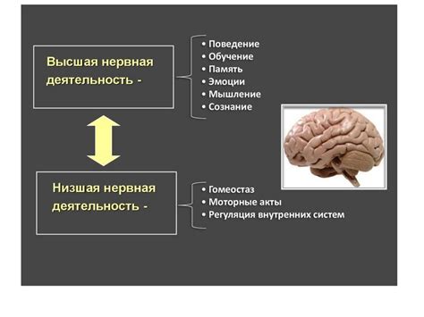 Когнитивные функции детей: понятие и значение