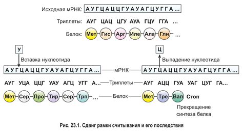 Кодирование первичной структуры в генетической информации