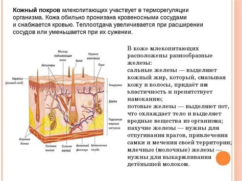 Кожный барьер: важность и функции