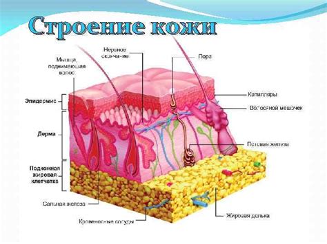 Кожный склад (вычисление по складу кожного покрова)