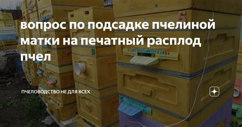 Коллективное владение пчелиной ульей