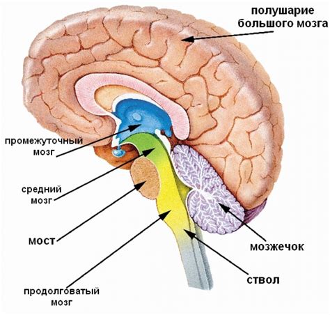 Кома и части мозга