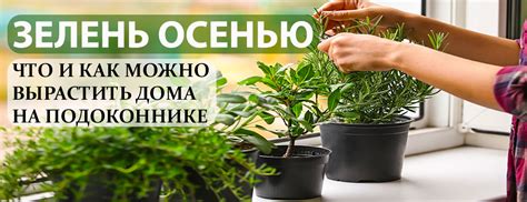 Комнатные растения для создания атмосферы