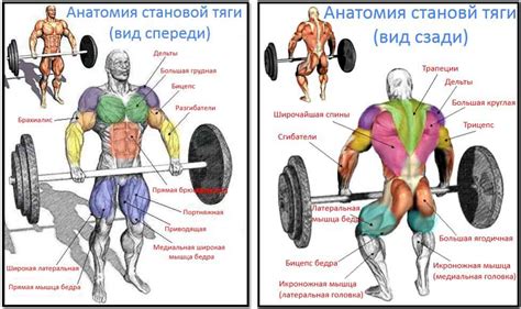 Комплекс упражнений для набора мышечной массы