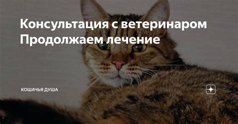 Консультация с ветеринаром: профессиональная помощь