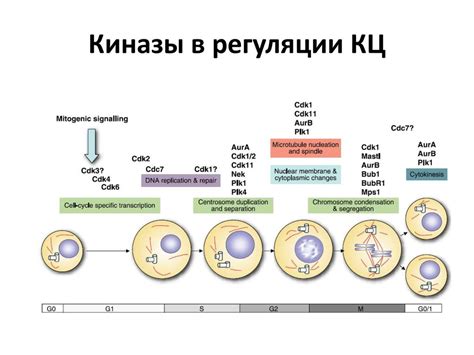 Контроль и регуляция клеточного деления