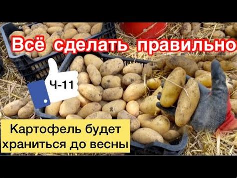 Контроль и уход за хранящейся картошкой