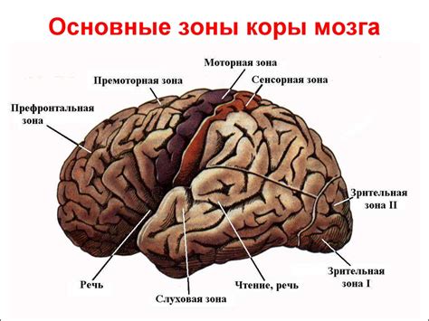 Кора головного мозга