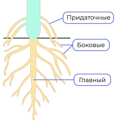 Корень отличий: биология или культура?