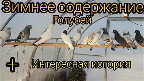 Кормление и поение голубей