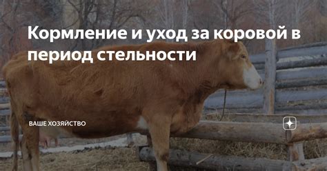 Кормление и уход за Небулобом