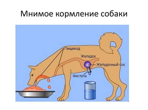 Кормление собаки кислым молоком