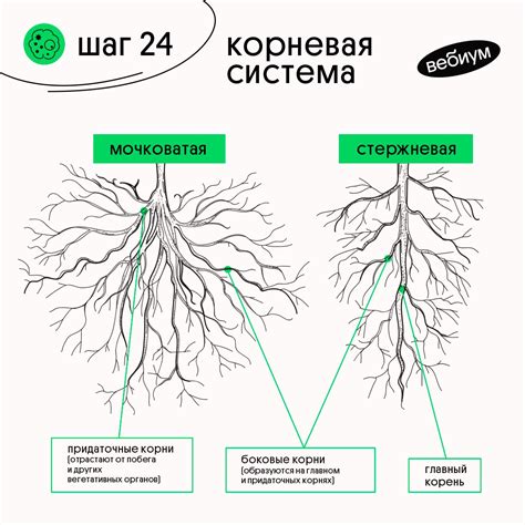 Корневая система