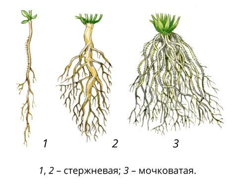 Корневая система и почвообразование