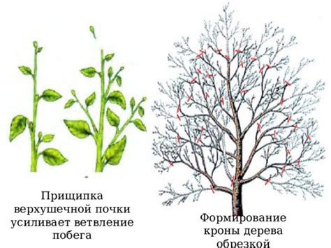 Корректное формирование кроны дерева