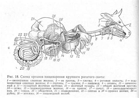 Коррекция пищеварения у курочек