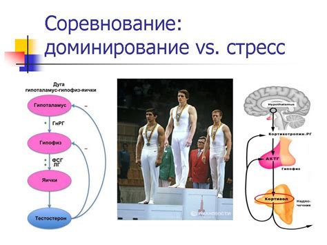 Кортизол и управление аппетитом в условиях стресса