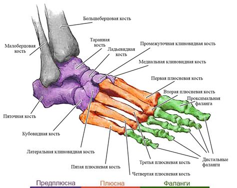 Кости ступни: от причин до лечения