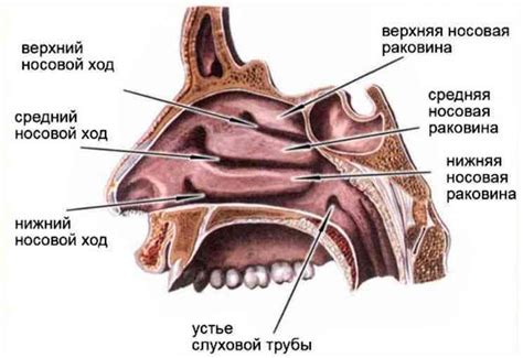 Костные элементы носоглотки и их роль