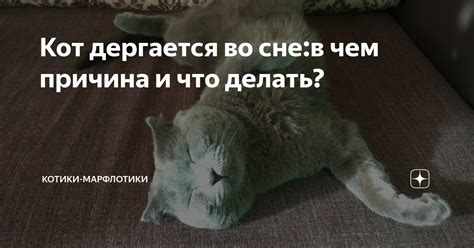 Котенок задыхается во время сна: причины и решения