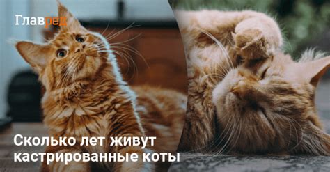 Коты: почему они ведут себя как люди