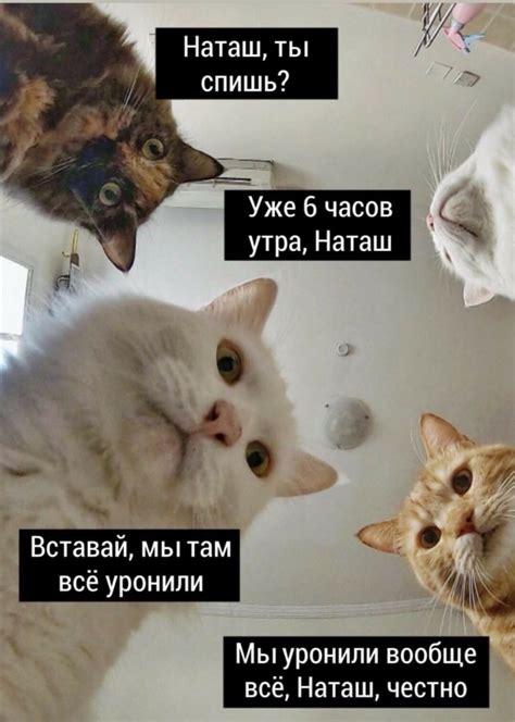 Коты и депрессия: разбираемся вместе!