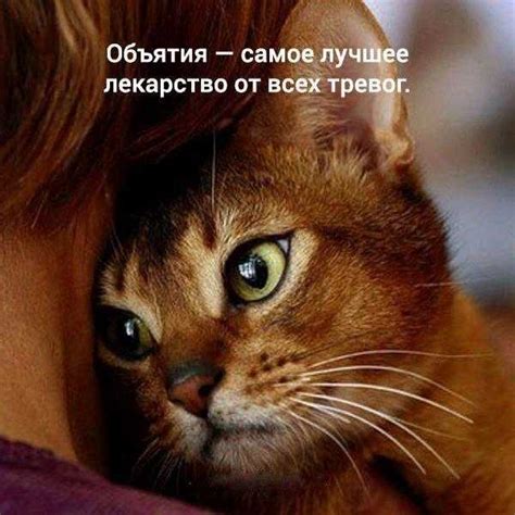 Коты и их нежные объятия