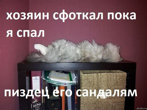 Коты и подушка: споры о спящих партнерах