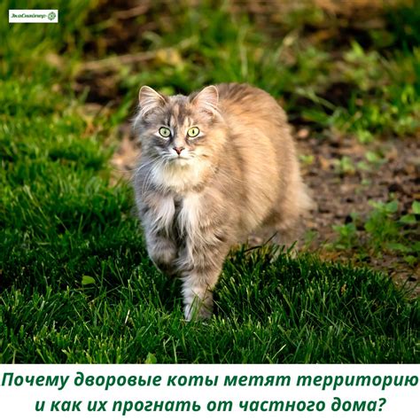 Коты метят свою территорию через мочу