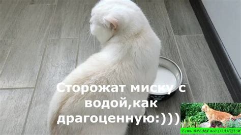 Коты могут быть сыты и пить просто из вредности