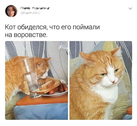 Коты могут потерять доверие к человеку