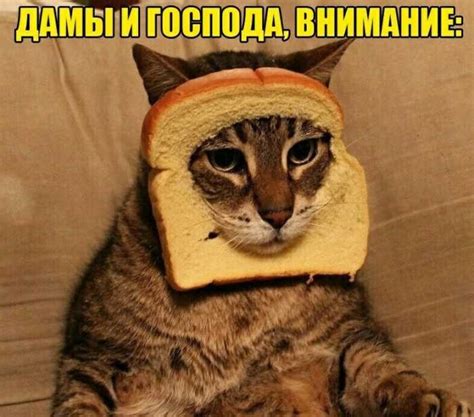 Коты орут для привлечения внимания