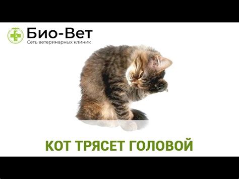 Коты трясут ушами: что стоит знать