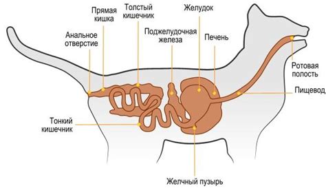 Кошачий желудок и кишечник