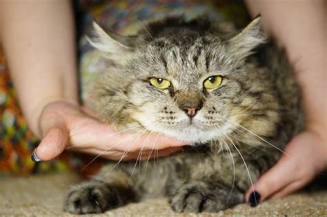 Кошачья агрессия: причины и симптомы