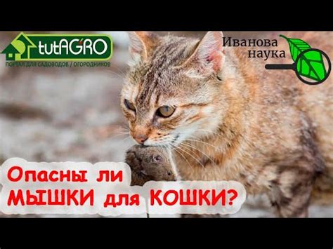 Кошка как опасность для птиц