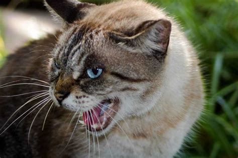 Кошка шипит на кота: причины и советы